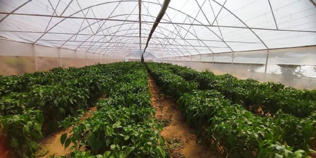 Etli ve gevrek yapısıyla dikkat çekiyor, ata tohumundan 150 yıldır yetişiyor! Bölgenin gözdesi: 250 TL’ye yok satıyor 2